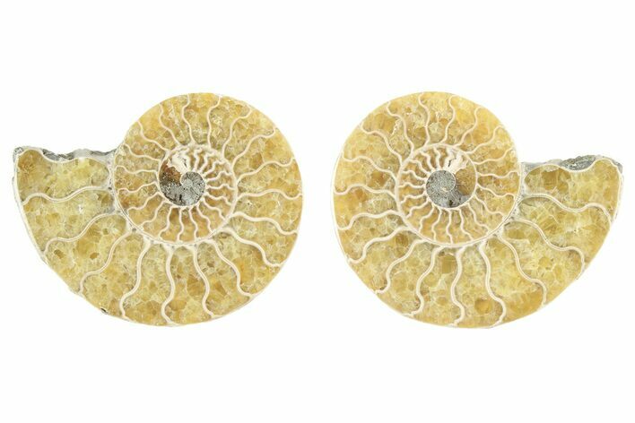 Cut & Polished, Agatized Ammonite Fossil - Madagascar #234424